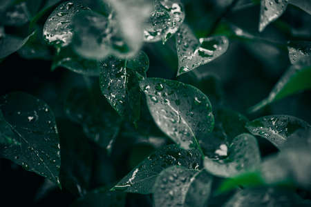 Green leaves texture. Plants background. Nature botanic conceptの写真素材