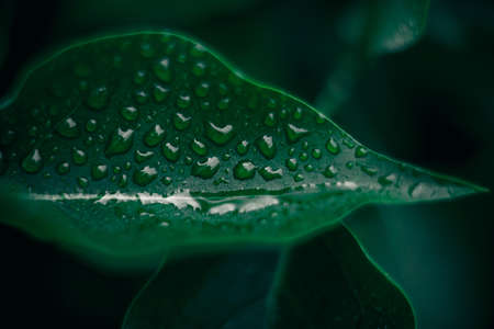 Green leaves texture. Plants background. Nature botanic conceptの写真素材