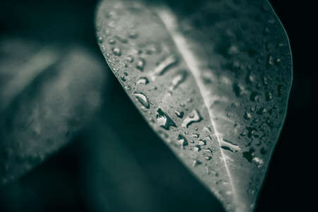 Green leaves. Natural background. Abstract foliage texture. Closeup nature viewの写真素材