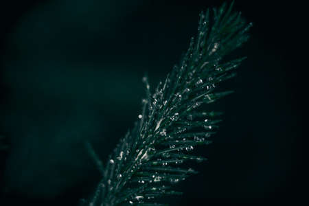 Fluffy branches of fir trees. Spruce twigs. fir branches in the forestの写真素材