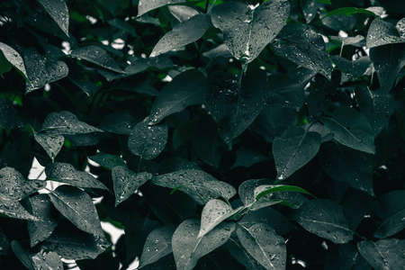 Green leaves. Natural background. Abstract foliage texture. Closeup nature viewの写真素材