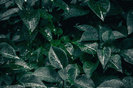 Green leaves texture. Plants background. Nature botanic conceptの写真素材