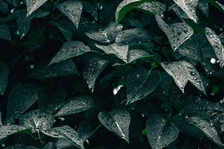 Green leaves texture. Plants background. Nature botanic conceptの写真素材