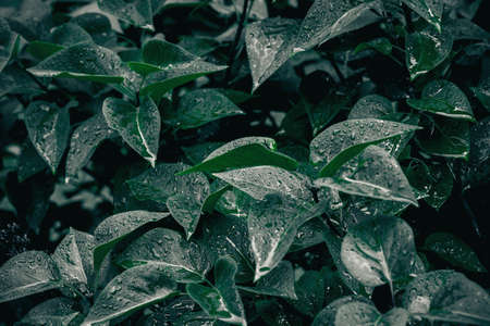 Green leaves texture. Plants background. Nature botanic conceptの写真素材