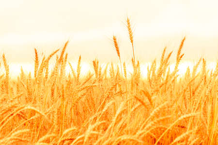 Field of ripe golden wheat ears. Beautiful nature sunset landscapeの写真素材