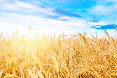 Gold ripe wheat field and blue sky. Yellow ears natural backgroundの写真素材