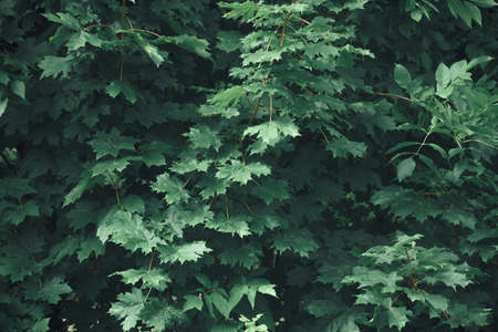 Green leaves. Natural background. Abstract foliage texture. Closeup nature view