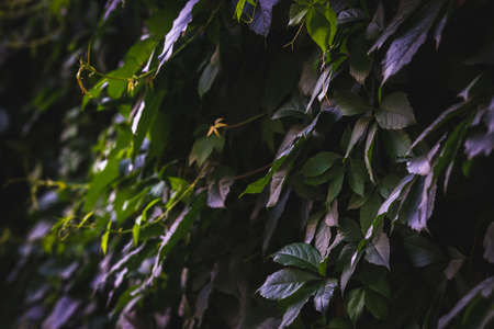 Green leaves texture. Plants background. Nature botanic conceptの写真素材