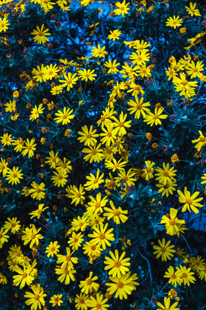 Beautiful blooming yellow flowers in garden. natural backgroundの写真素材
