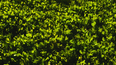 Green fence in a summer park. nature background. Rich greenery. Plants in botanical gardenの写真素材