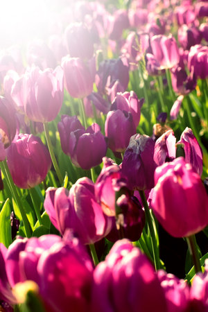Colorful tulips in the park. spring flowers. beauty of nature. natural decoration.の写真素材
