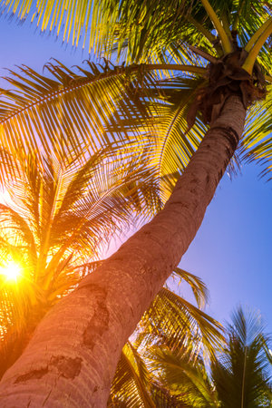 Tropical palm tree with sun light on sky background. Beautiful natural exotic view. Travel...