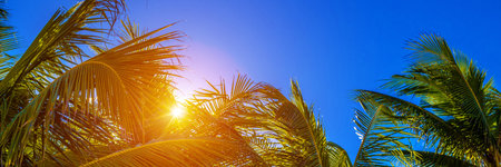 Tropical palm tree with sun light on sky background. Beautiful natural exotic view. Travel...