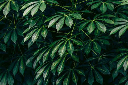 Green leaves natural background. green plantsの写真素材