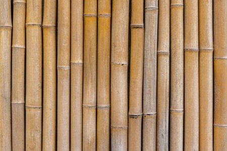 Close-up of vertical bamboo stalks in natural warm tones.の写真素材