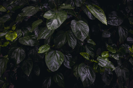 Lush green tropical foliage in low light setting.の写真素材