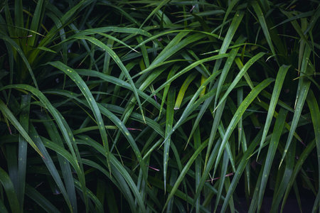 Lush green tropical leaves with water droplets in dense foliage.
