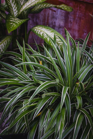Lush green dracaena leaves in a vibrant garden setting.