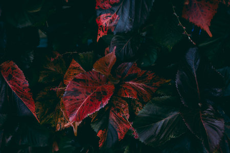 Vibrant red leaves amidst dark foliage in a natural setting.の写真素材