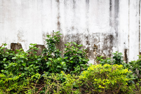 Lush green foliage against weathered wall with peeling paint and moss.の写真素材