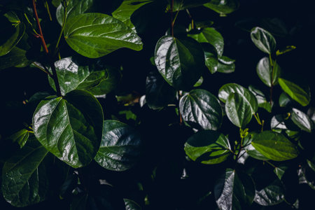 Dark green shiny leaves with rich texture in natural setting.