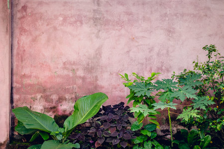 Vibrant botanical garden against aged rustic pink wall.の写真素材