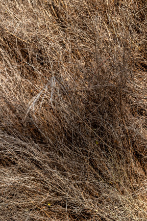 Dense thicket of dry brown grass stalks in natural outdoor setting.の写真素材