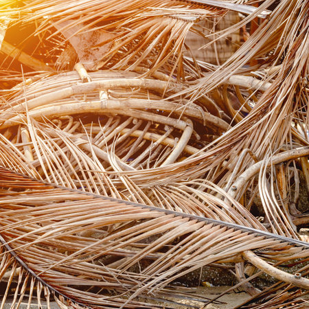 Sunlit dried palm leaves in natural abstract pattern.の写真素材