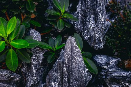 Lush green leaves and dark jagged rocks in natural harmony.