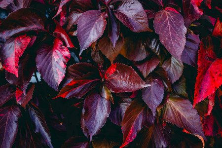 Vibrant red and purple foliage creating a stunning natural texture.の写真素材