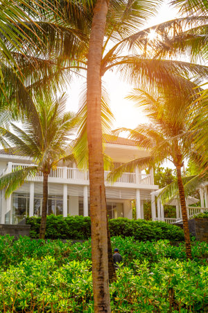 Tropical sunlit white villa surrounded by palm trees and lush greenery.の写真素材