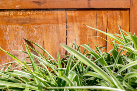 Vibrant green spider plant leaves against a rustic wooden background.の写真素材