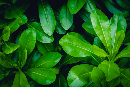 Vibrant green foliage with lush tropical leaves in close-up view.の写真素材