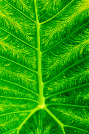 Close-up of vibrant green leaf with detailed veins and patterns.の写真素材