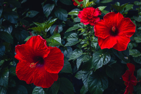 Vibrant red hibiscus blooms with lush green leaves in full bloom.
