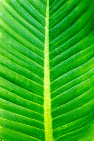 Vivid green banana leaf texture with prominent veins in close-up view.の写真素材