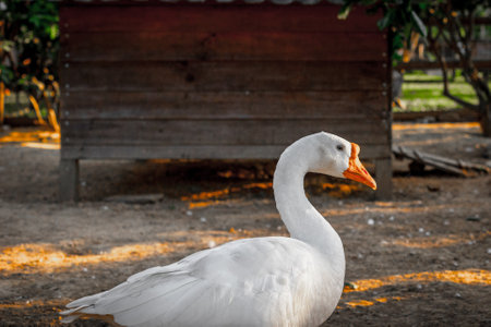 Majestic white goose in sunlit farmyard setting.の写真素材