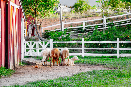 Sheep grazing near red barn in scenic farm setting with fencing and greenery.の写真素材
