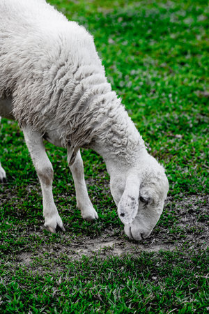 White sheep grazing on lush green grass in serene pasture.の写真素材