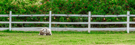 Lone sheep resting by rustic fence with lush greenery.の写真素材