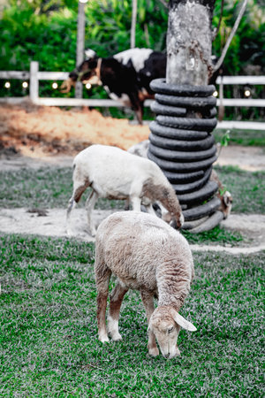 Sheep grazing in pasture with cow and tree in background.の写真素材