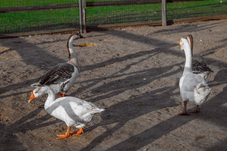 Geese flock walking in outdoor enclosure on sunny day.の写真素材