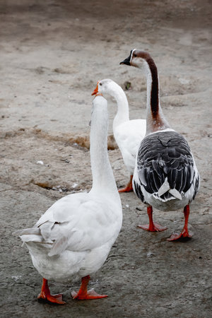Group of geese walking on muddy ground with distinctive feathers.の写真素材