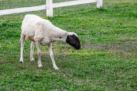 Sheep grazing peacefully on lush green pasture with white fence in background.の写真素材