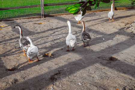 Flock of geese walking on dirt in sunny outdoor enclosure.の写真素材