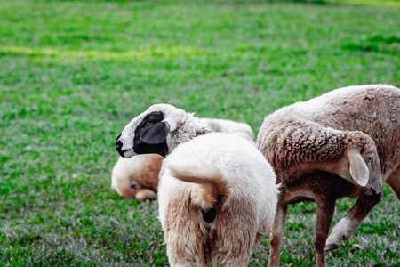 Sheep grazing peacefully on a lush green pasture.の写真素材