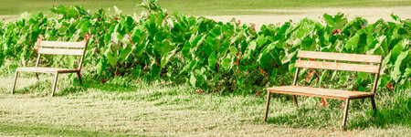Wooden benches in sunlit garden with lush green foliage.の写真素材