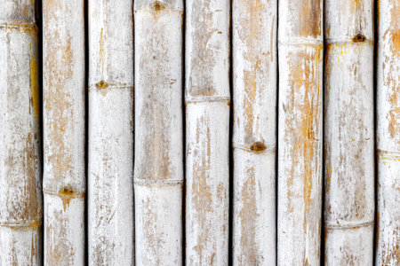 Aged bamboo stalks with white texture background.の写真素材