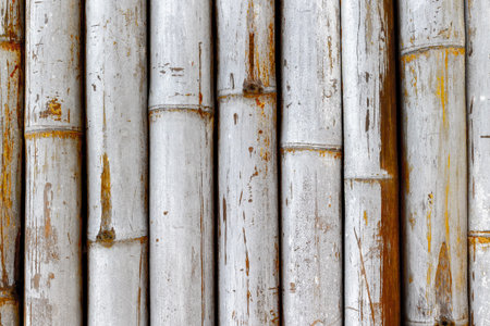 Rustic white painted bamboo texture with natural patterns.の写真素材