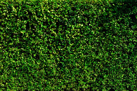Lush green hedge texture with dense foliage and natural leaf pattern.の写真素材